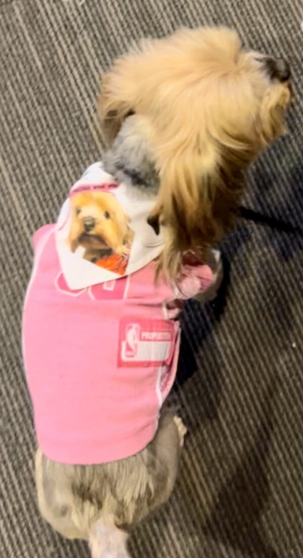 A dog wearing a pink jacket on the floor