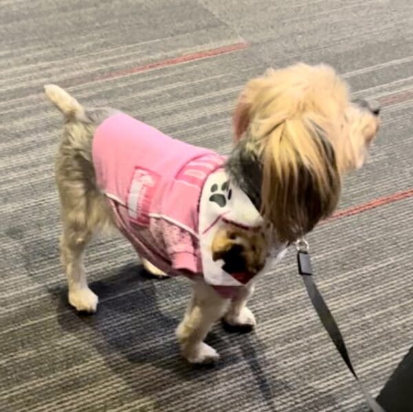 A small dog wearing a pink jacket on the ground.